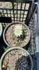 IMG-20210611-WA0004