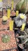 IMG-20210610-WA0035