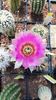 IMG-20210610-WA0040