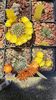 IMG-20210611-WA0010