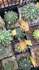 IMG-20210615-WA0024
