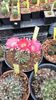 IMG-20210615-WA0017