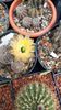 IMG-20210614-WA0001
