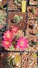 IMG-20210611-WA0015