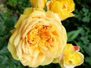 100 idee des jardin