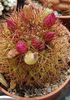 Mammillaria spinosissima