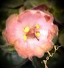 LE Pink Muscat