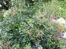 Heidetraum