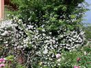 Pauls Himalayan Musk