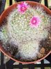 Mammillaria bocasana roseiflora