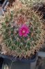 Mammillaria rhodantha