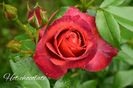 AddText_06-18-02.29.14