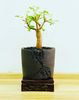 Commiphora sp. ES 22910 - Angola