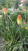 Kniphofia uvaria