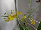 Oncidium Pure Yellow