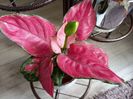 Aglaonema Schott