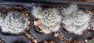 Mammillaria glasii siberiensis 15 lei