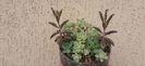 Mixt plante, 25 lei