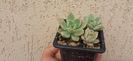 Graptoveria 10 lei