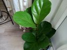 Ficus Lyrata