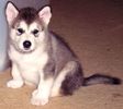 670px-Malamute_pup