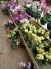 Img.2021.06.20-orhidee pahle