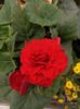 Img.2021.06.20-begonia