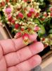 Img.2021.06.20-kalanchoe Dream Bells