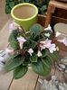 Img.2021.06.20-"Streptocarpus"