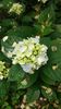 IMG-20210616-WA0013