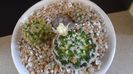 Grup de 3 Mammillaria