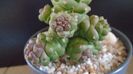 Monadenium ritchiei