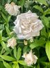 DC86393C-BD61-4423-832E-8EDF7008A095