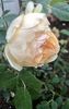 F53BBD06-BB88-43BE-98C8-FAC011B63D48