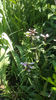 penstemon "dark towers"