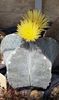 Astrophytum myriostigma