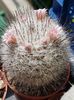 Mammillaria ritteriana