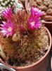 Mammillaria spinosissima