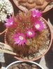 Mammillaria spinosissima