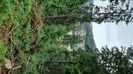 Triberg