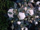 Garden of roses