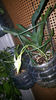 angraecum "Lady Lisa"x sesquipedale