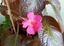 Pinkiscia