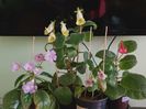 Luci.s My Beauty, Conspicua, Amanda.s Penny x Plauful Purpoise, EW.s Spring Melody