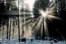 Winter Mist, Westerwald, Germany