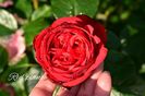AddText_06-23-02.51.50