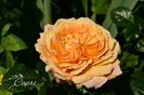 AddText_06-23-02.44.11