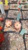 IMG-20210616-WA0018