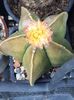 Astrophytum myriostigma nudum