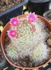 Mammillaria bocasana roseiflora